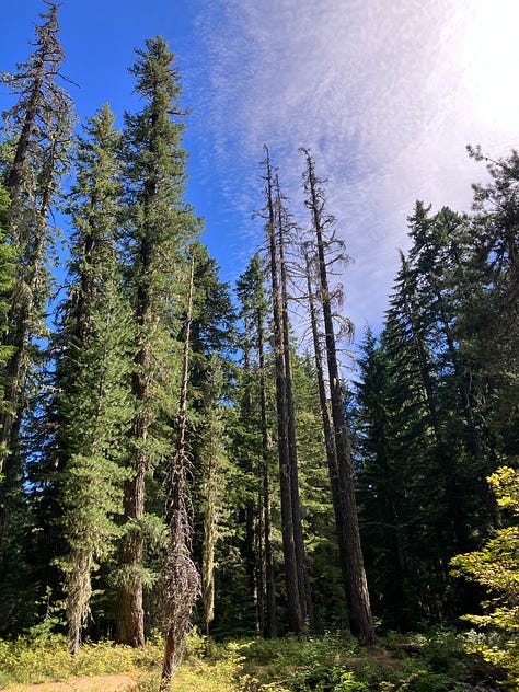 Three pictures of tall, shady trees in the forest with a man wearing sun glasses and shade hat