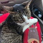 My cat has diabetes: now what?