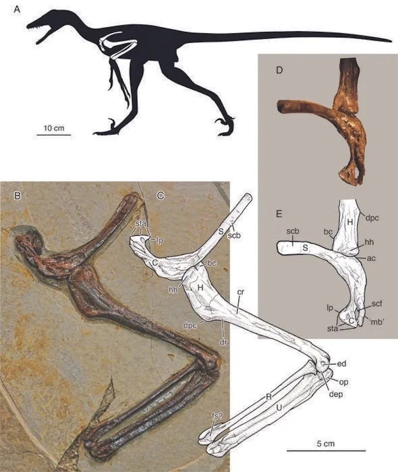 Fossilized forelimb bones of the newly described dinosaur Jian changmaensis Fossilized forelimb bones of the newly described dinosaur Jian changmaensis