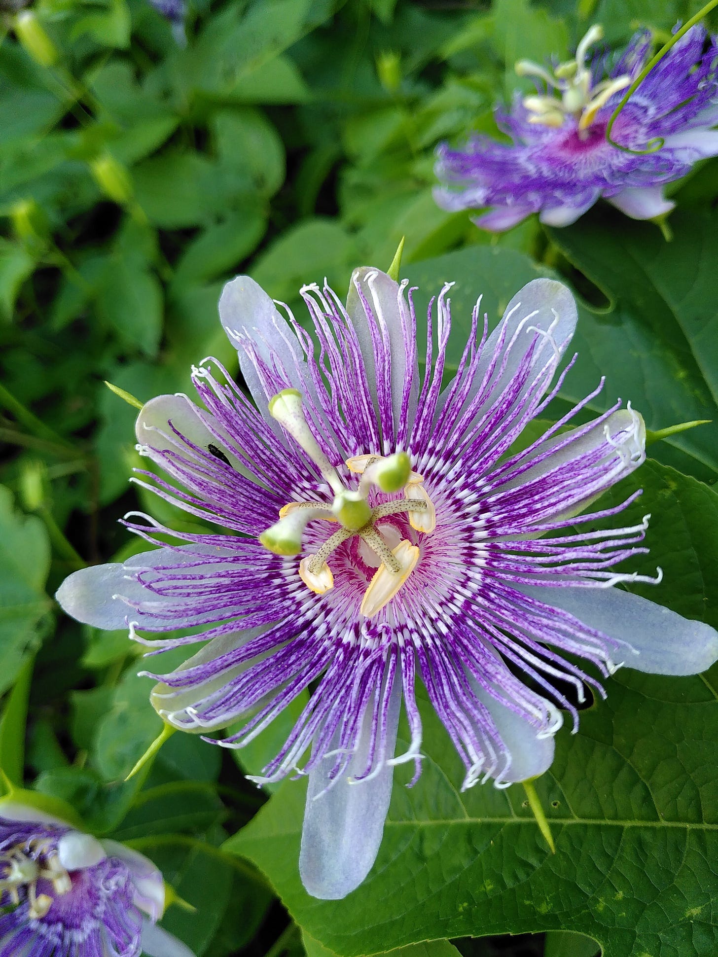 Close up of a purple passionflower