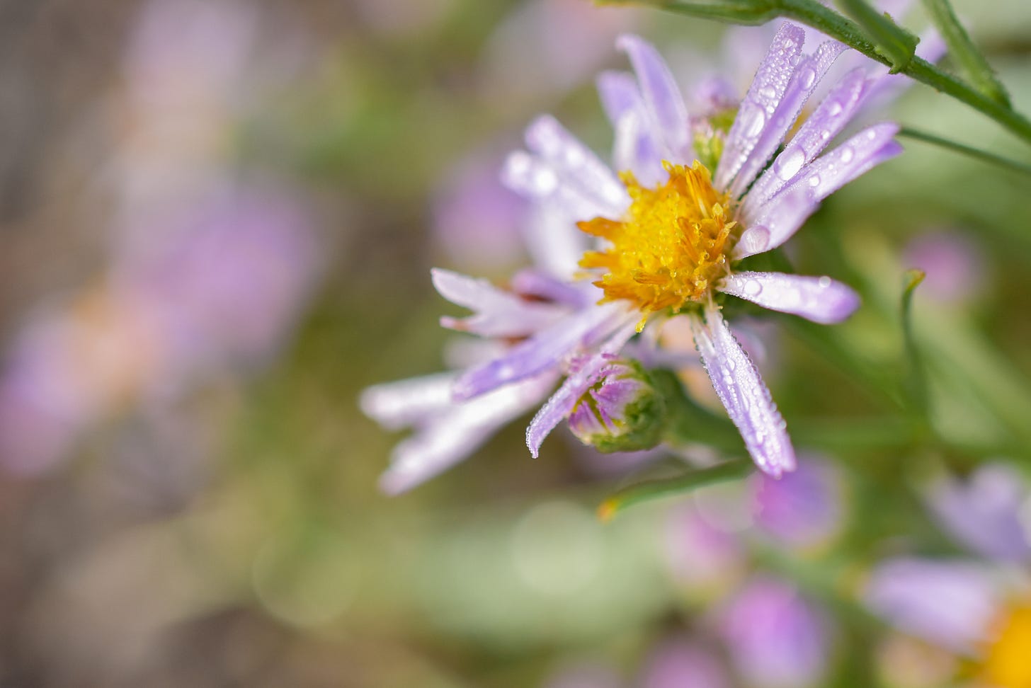 delicate flower with thin petals covered in a chilly dew