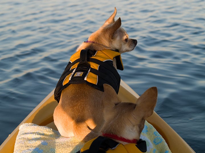 Photo of two Chihuahuas sitting at the front of a yellow kayak.