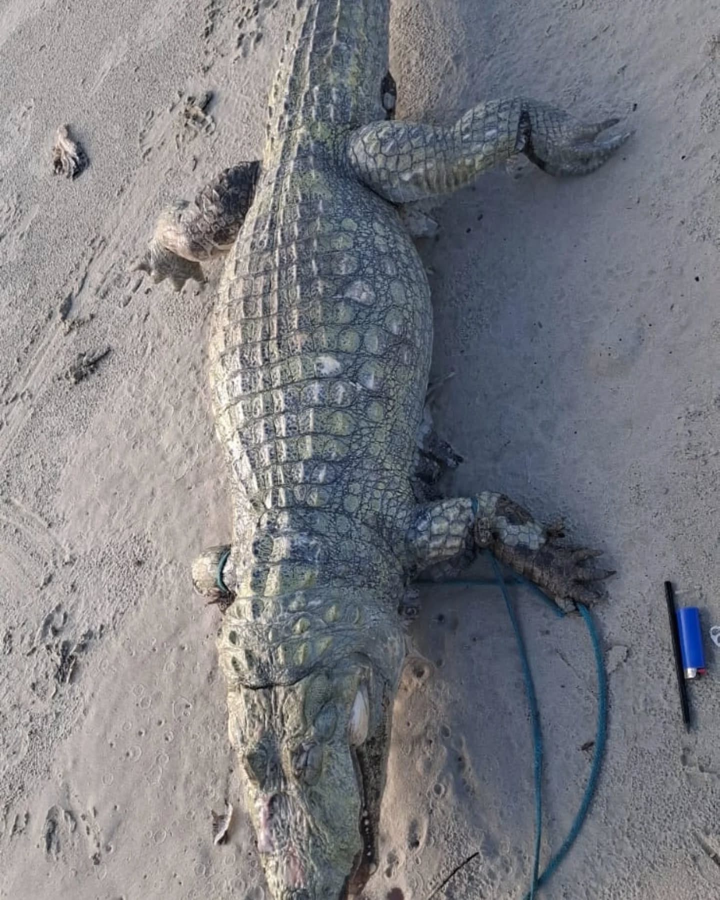 Pode ser uma imagem de crocodilo