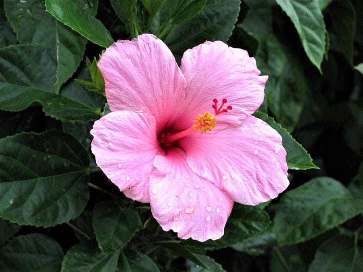 Side-by-side photos of a pink hibiscus flower reference, one in color and one in black and white for tonal study.