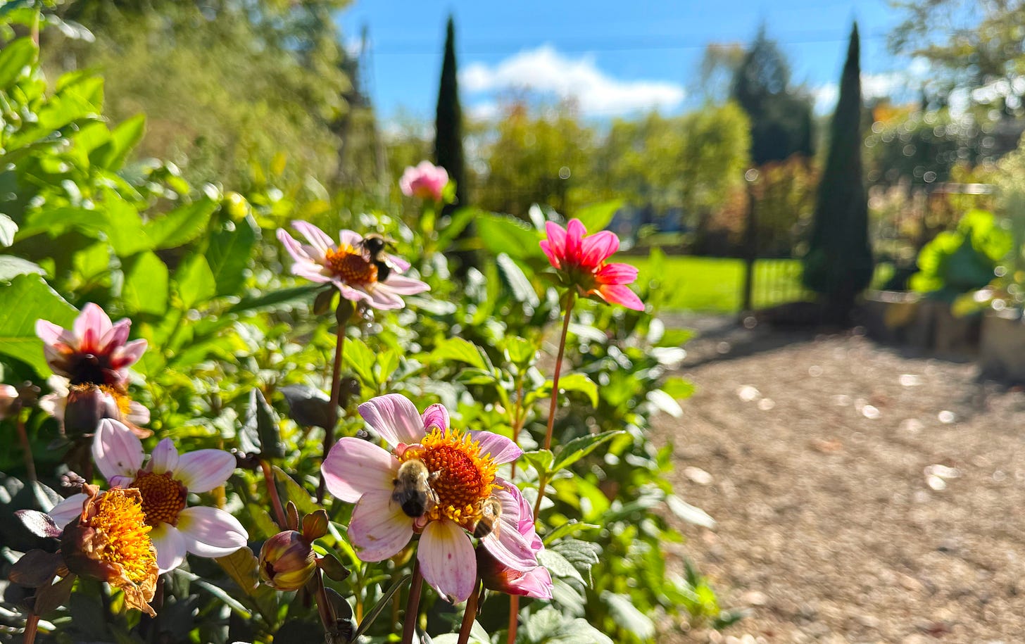 Bumble bees on the dahlias this October at Havenwood
