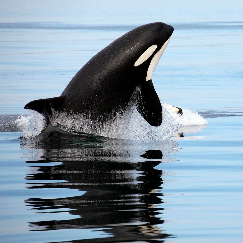 orcas & humpbacks