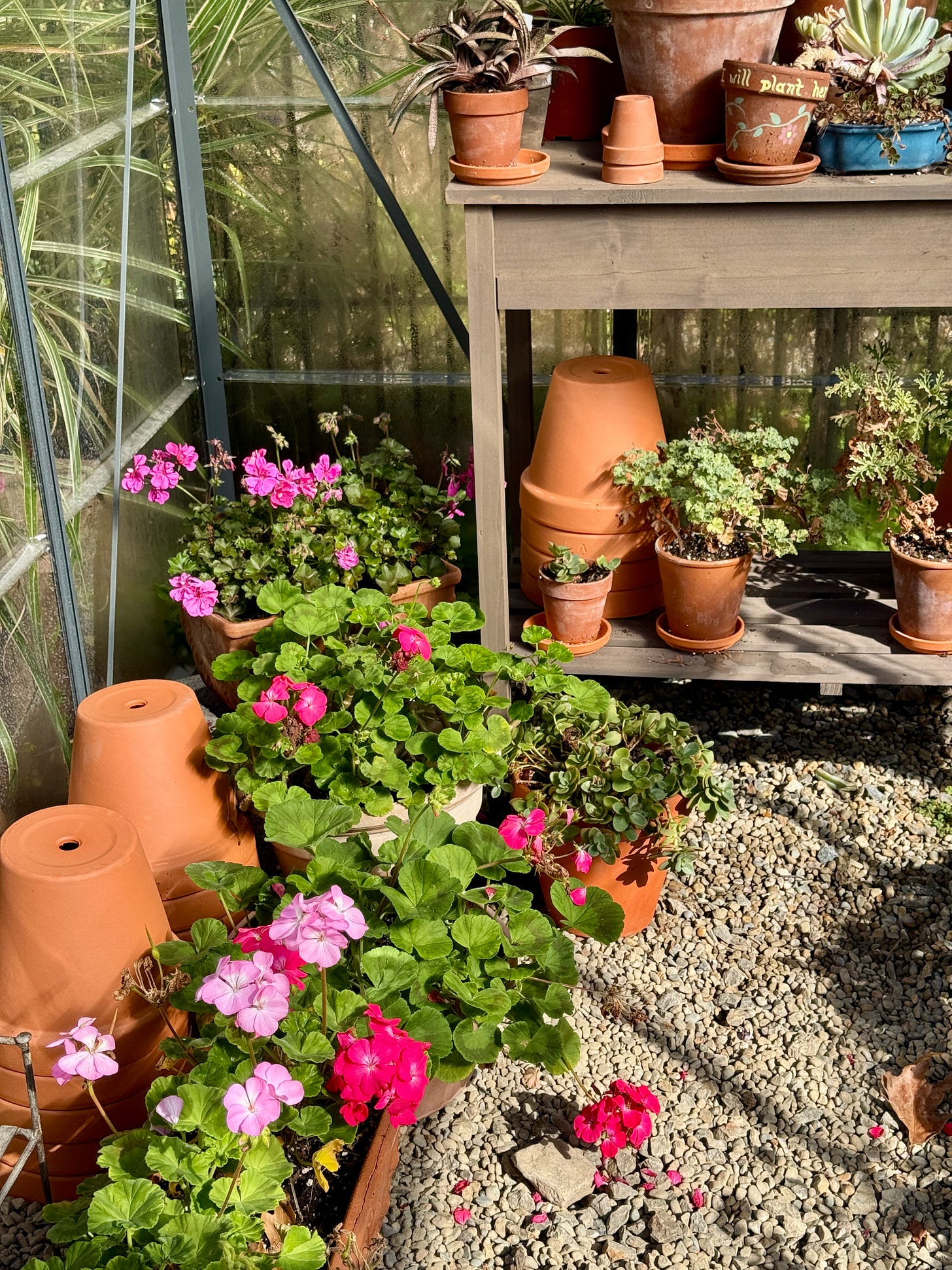 Assorted Pelargoniums in the greenhouse