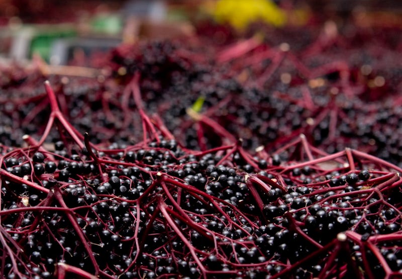 Elderberry Appearance and Location Elderberry Appearance and Location