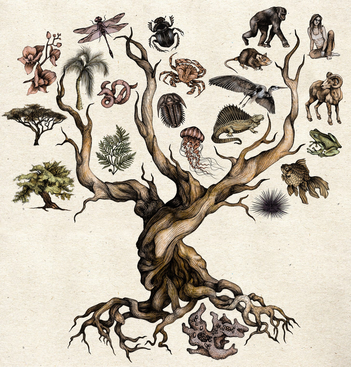 darwin evolution tree of life scientific illustration