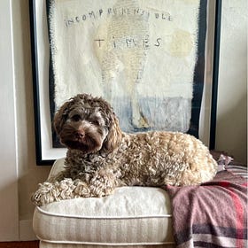 Contrarian Pet of the Week