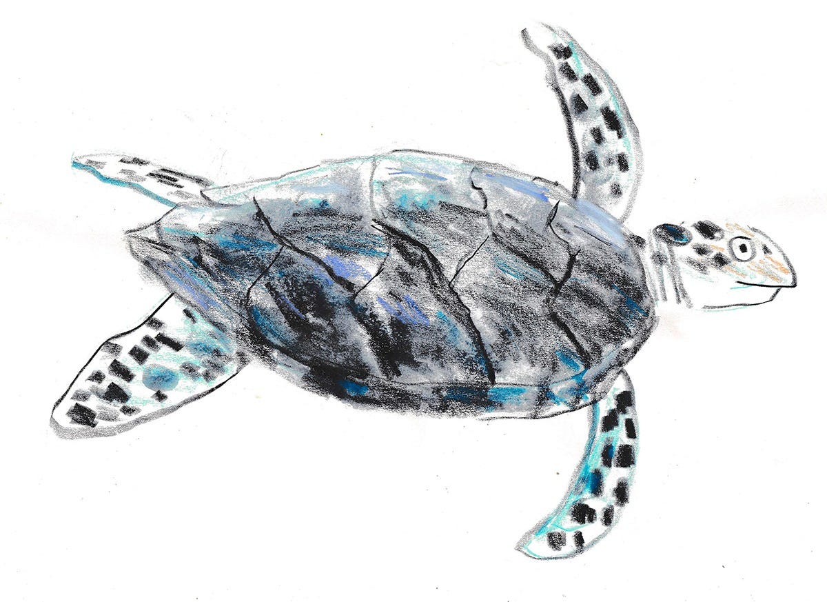 sea turtle illustration by Beth Spencer sea turtle illustration by Beth Spencer