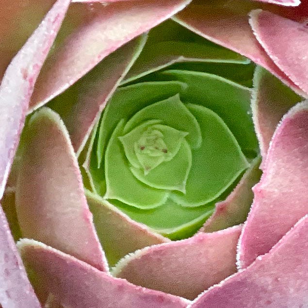 Regenerative Conversations 