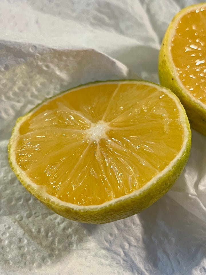 Kabosu___lemon___ページ Introducing Kabosu 🍋: Japan's Seasonal Citrus Star!Harvested just