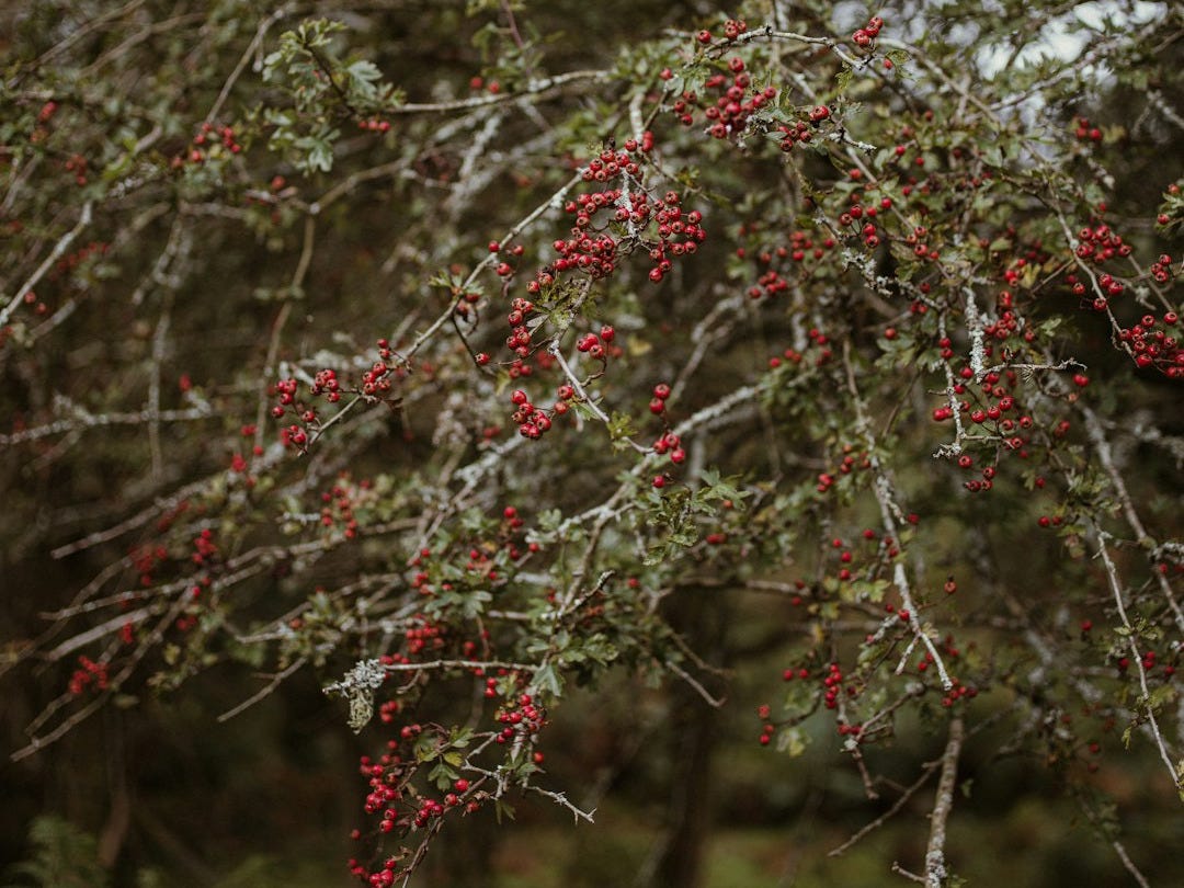 a tree filled with lots of red berries
