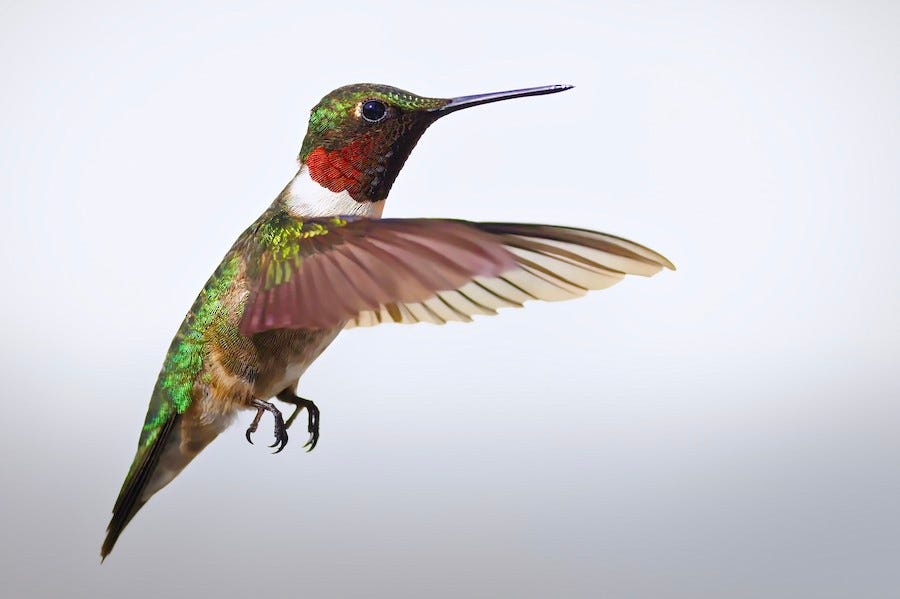 Birds and Conservation: What You Can Do Right Now