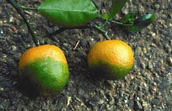China Destroyed 95% of Florida's Oranges