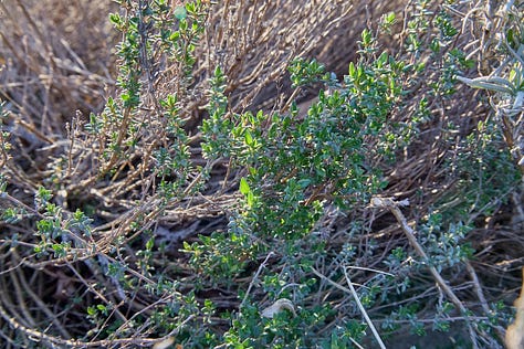 various varieties of thyme plants, coming up in the garden in the spring