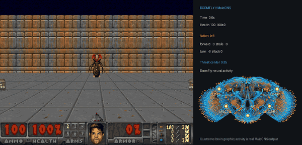 DoomFly playing Doom with live neural activity DoomFly playing Doom with live neural activity