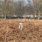 King of a fallen forest