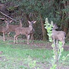 Green Wednesday: Rare Piebald Deer and Tomato Growing Tips