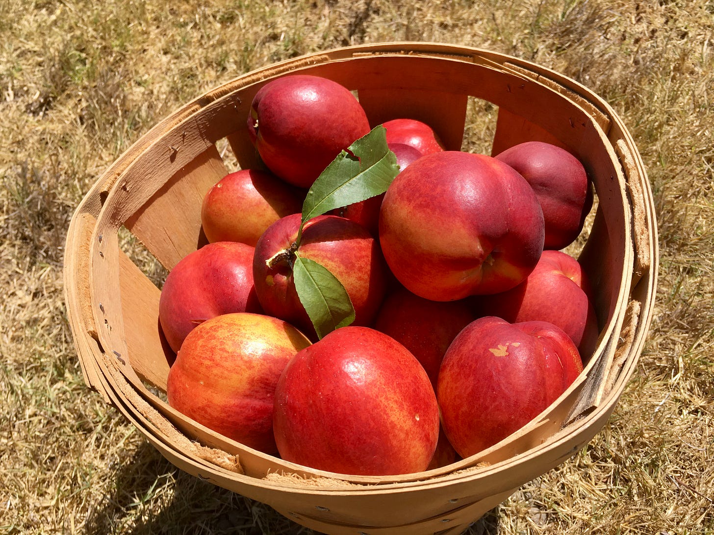 A basket of ripe nectarines