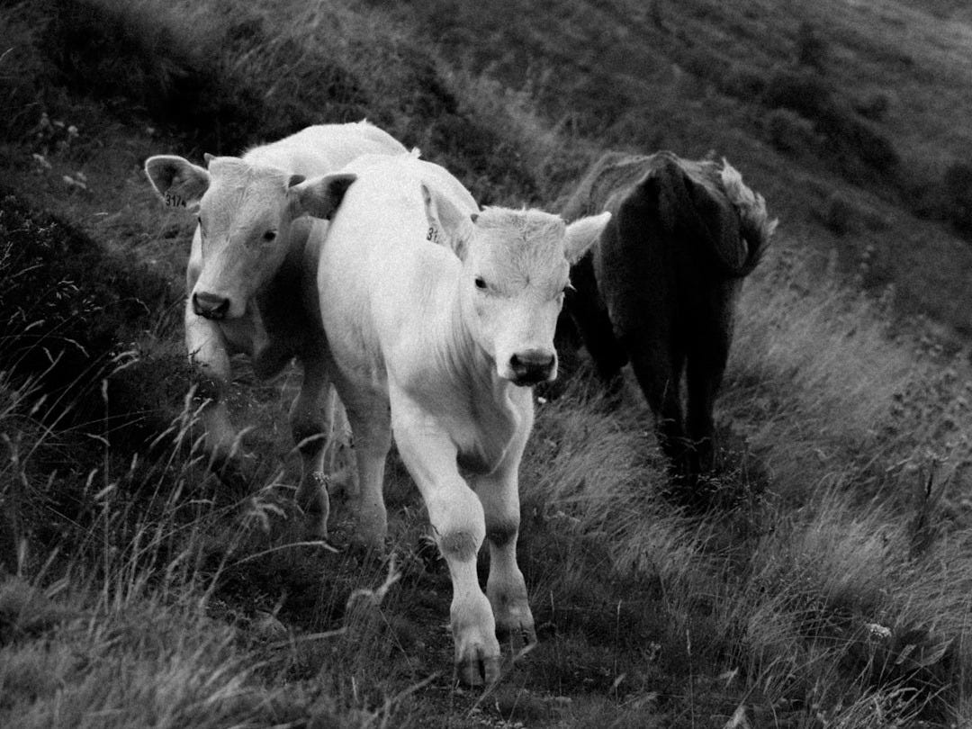 Three cows walk through a grassy, hilly landscape.