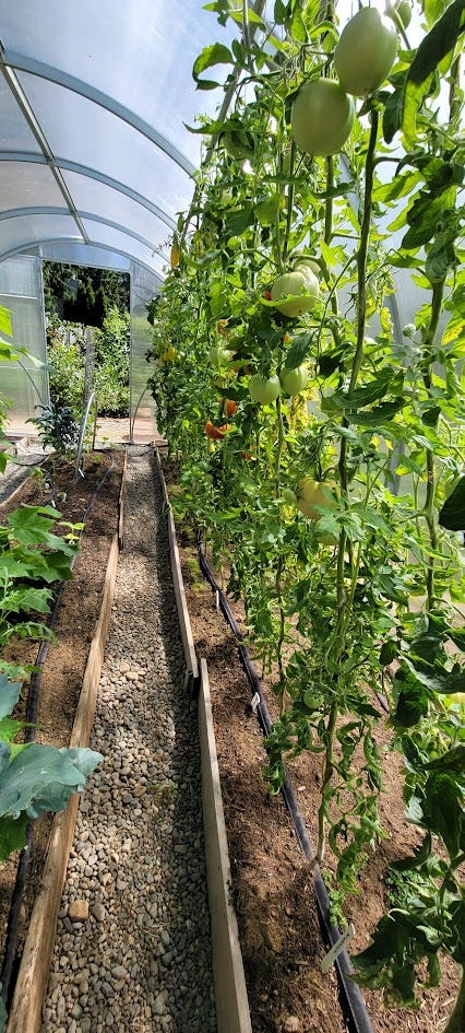 images of vining tomato plants growing in a large greenhouse bed, some red fruit ripening, gravel paths, and drip watering along the base of the beds