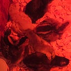 Meet the Kindergarten Flock