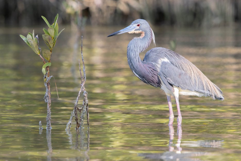 A striking blue heron stands by a reed, reflecting calmly in a serene body of water.
AI-generated content may be incorrect.