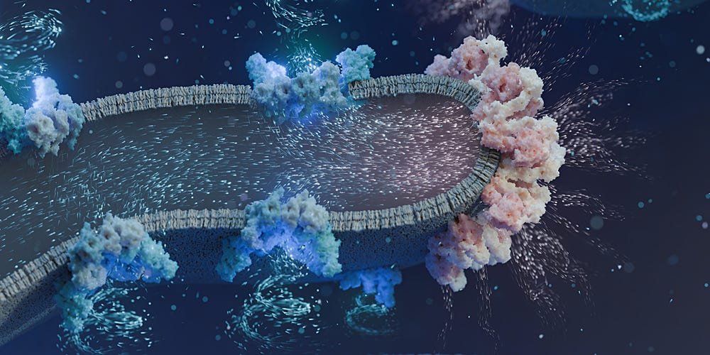 The flux of protons from respiratory supercomplexes (blue) to ATP producing complexes (pink) powers the regeneration of ATP in mitochondria.