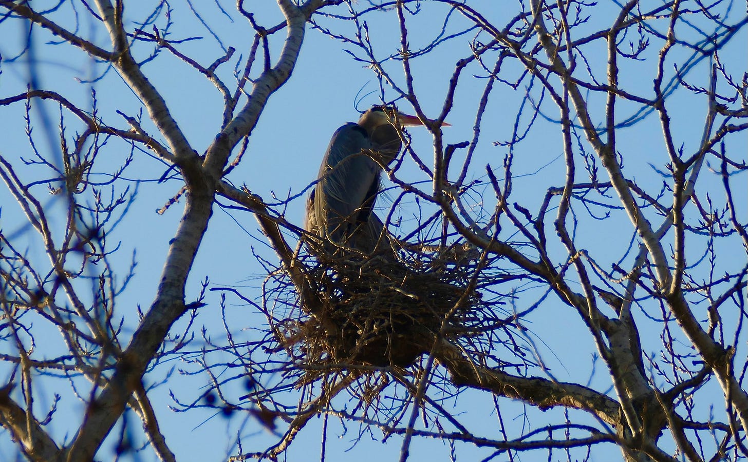 Great blue herons in urban nest