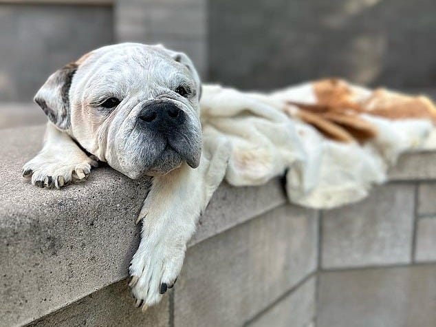 Pictured: A hybrid of taxidermy and a blanket made from a deceased pet dog Pictured: A hybrid of taxidermy and a blanket made from a deceased pet dog