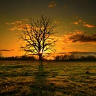 Ikigai Thought for Today: Of Foundations and Earth