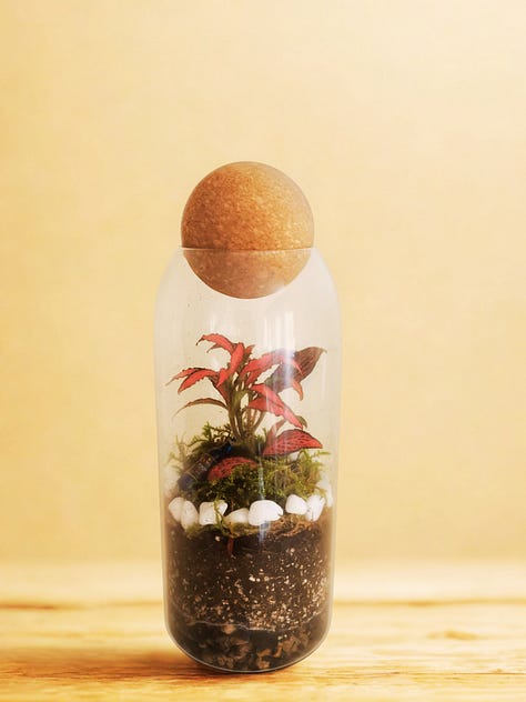 Three photos of closed terrariums