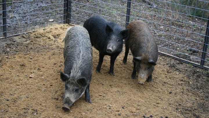 Three pigs in a pen. Three pigs in a pen.