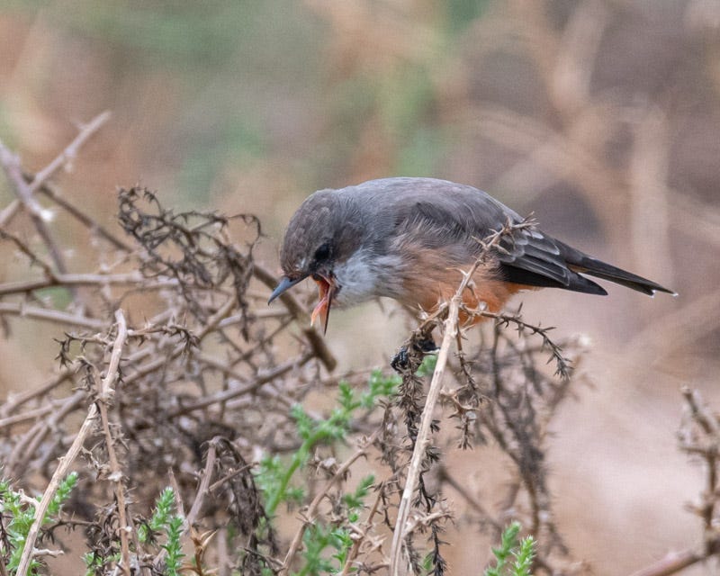 20190925_Sewailo-49.jpg 20190925_Sewailo-49.jpg