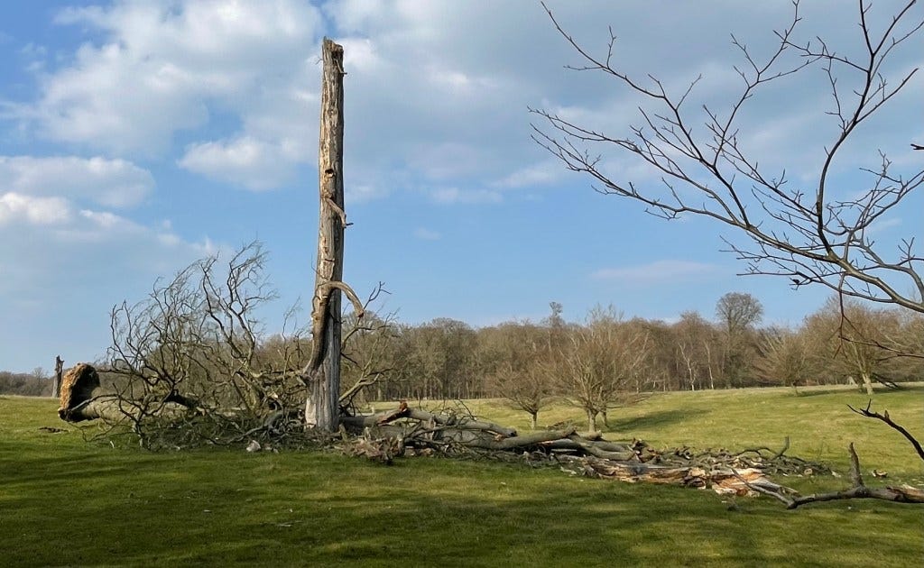 Tree routes in Ashridge Tree routes in Ashridge