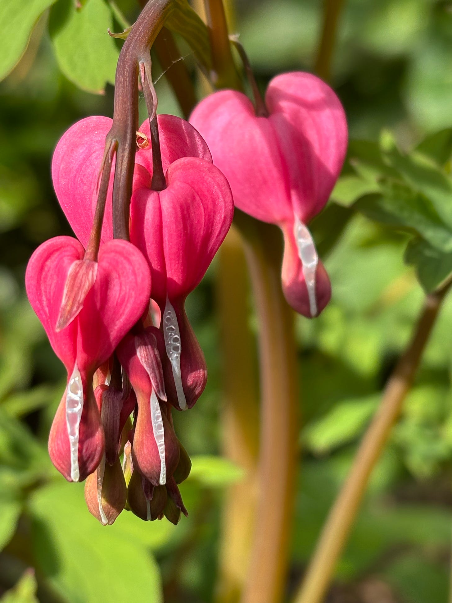 Close-up of crimson-pink dicentra formosa flowers with their little waggly phalluses in the spring sunshine of my garden