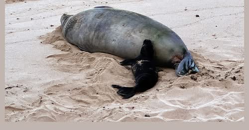 5/6/26 – UPDATE ON INVESTIGATION INTO ROCK THROWN AT MONK SEAL AND BREACHES OF SEAL RESTING AREAS
