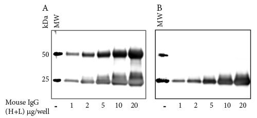 Western blot troubleshooting guide!