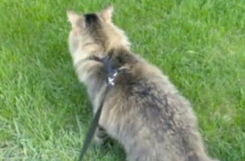 Chase_Leash_1_Leash_Training_Your_Cat Chase_Leash_1_Leash_Training_Your_Cat