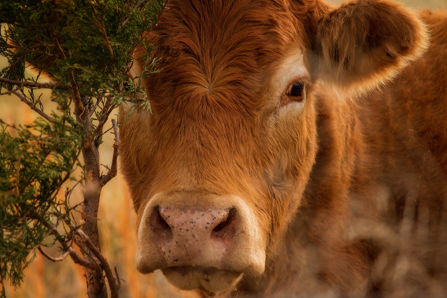 A delightful Red Heifer