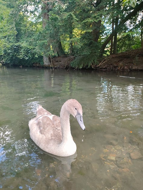A white pony with dark spots looking left, a signet in a lake, a sheep looking at the camera, a bunny sitting on a haybale, a bird in its aviary, a goat climbing a fence to say hello, a pig smiling at the camera, a swan standing in a grass field, a brown pony looking straight at the camera