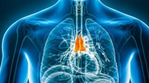 La extirpación de esta glándula podría tener consecuencias no valoradas hasta la fecha