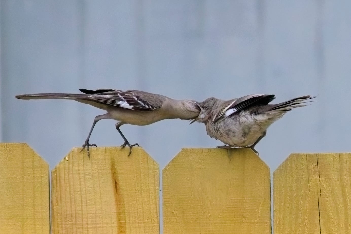 An adult Northern mockingbird feeding a juvenile, fledgling mockingbird. The fledgling's mouth is open very wide, appearing to be in process of engulfing the adult's whole head! Part of the parent bird's black eye is visible; bill and front of face and front half of that eye are in the fledgling's mouth!   Both birds are pale gray, with darker gray back and tail, and wings that same darker gray with black and white wingbars. The adult's body is long and slender compared to the pudgy, short body of the fledgling, whose belly feathers are fluffy compared to the smooth, sleek adult.  The birds are perched on an unpainted wooden fence, against a pale blue-gray background (a painted shed).