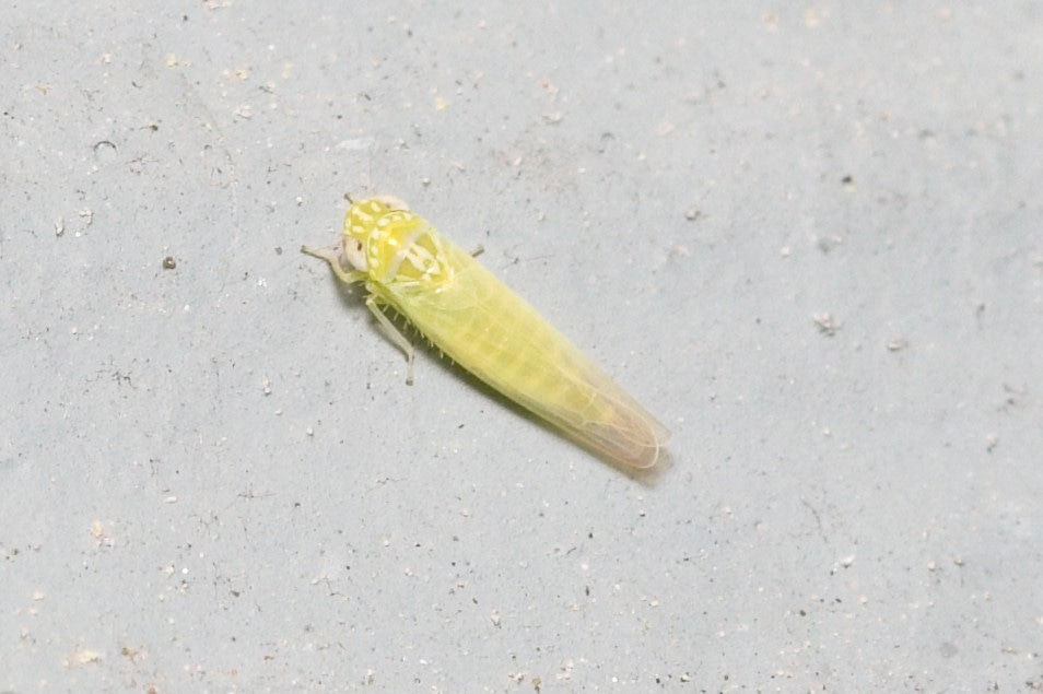 A pale green, narrow-bodied leafhopper with gigantic pale blue eyes and some shapes of the same pale blue on the head and thorax.