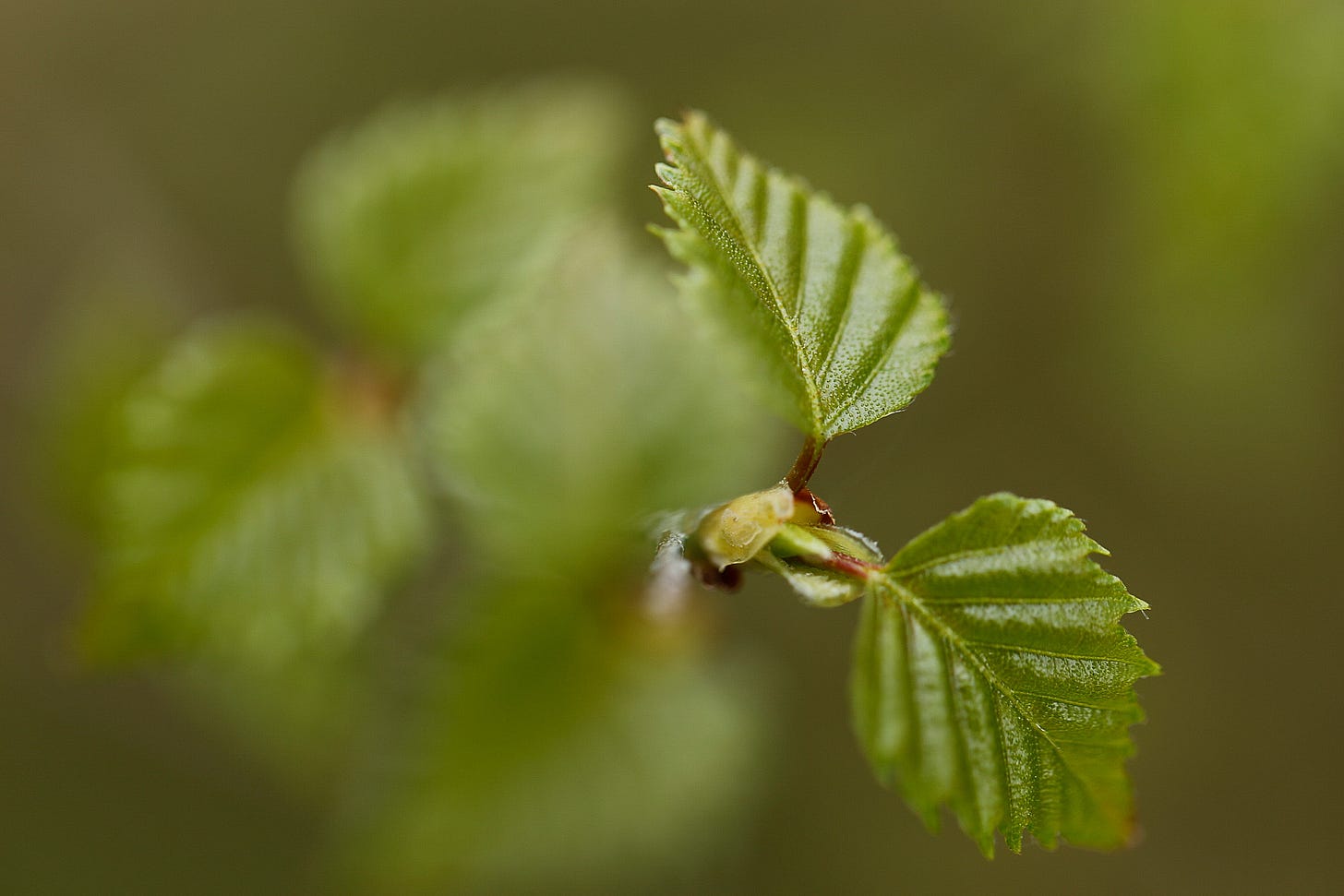 Two shiny new green leaves open at the tip of a birch branch (Betula pendula)