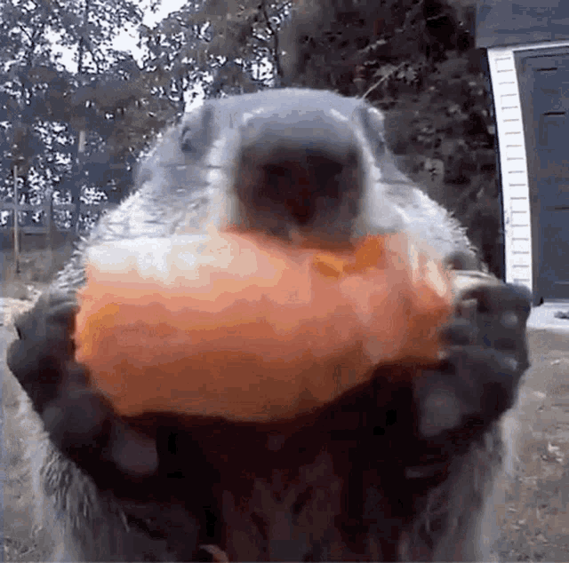 Beaver Carrot GIF - Beaver Carrot Eating GIFs
