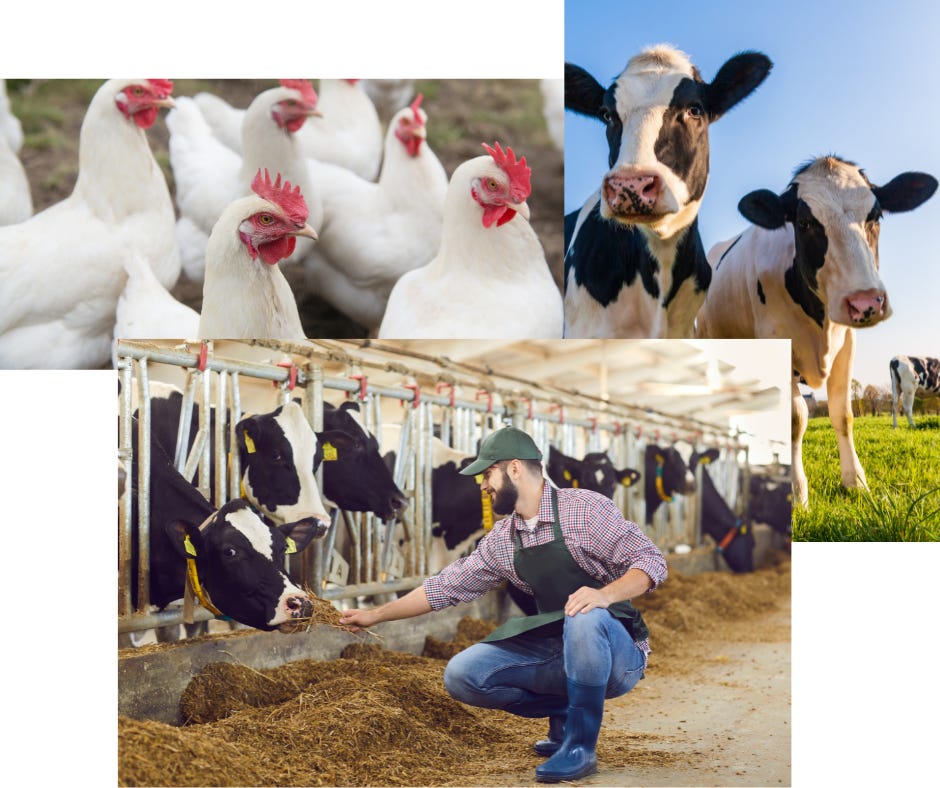 chickens, dairy cows, and a dairy farm worker