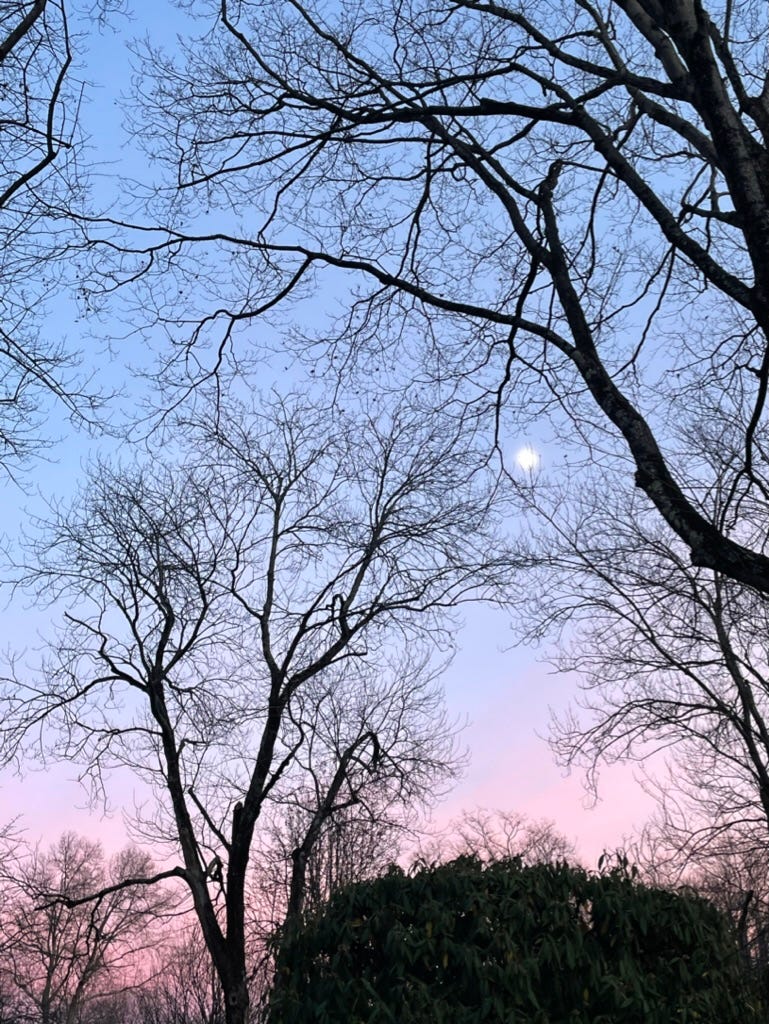 full moon through trees